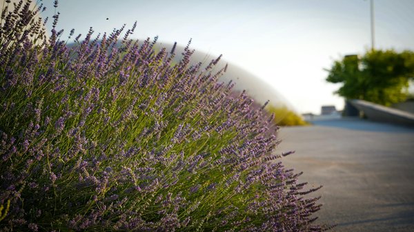 Découvrez la plancha gaz 2 bruleurs idéale