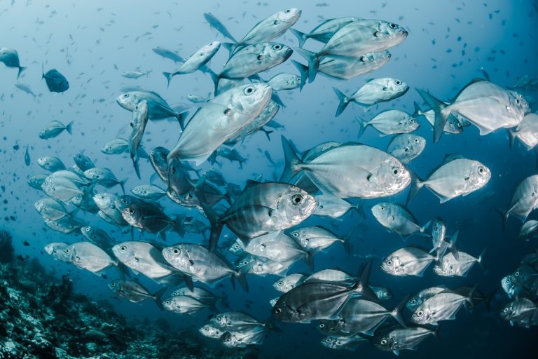 Le monde fascinant des poissons: Espèces aquatiques, bienfaits nutritionnels et mystères du zodiaque