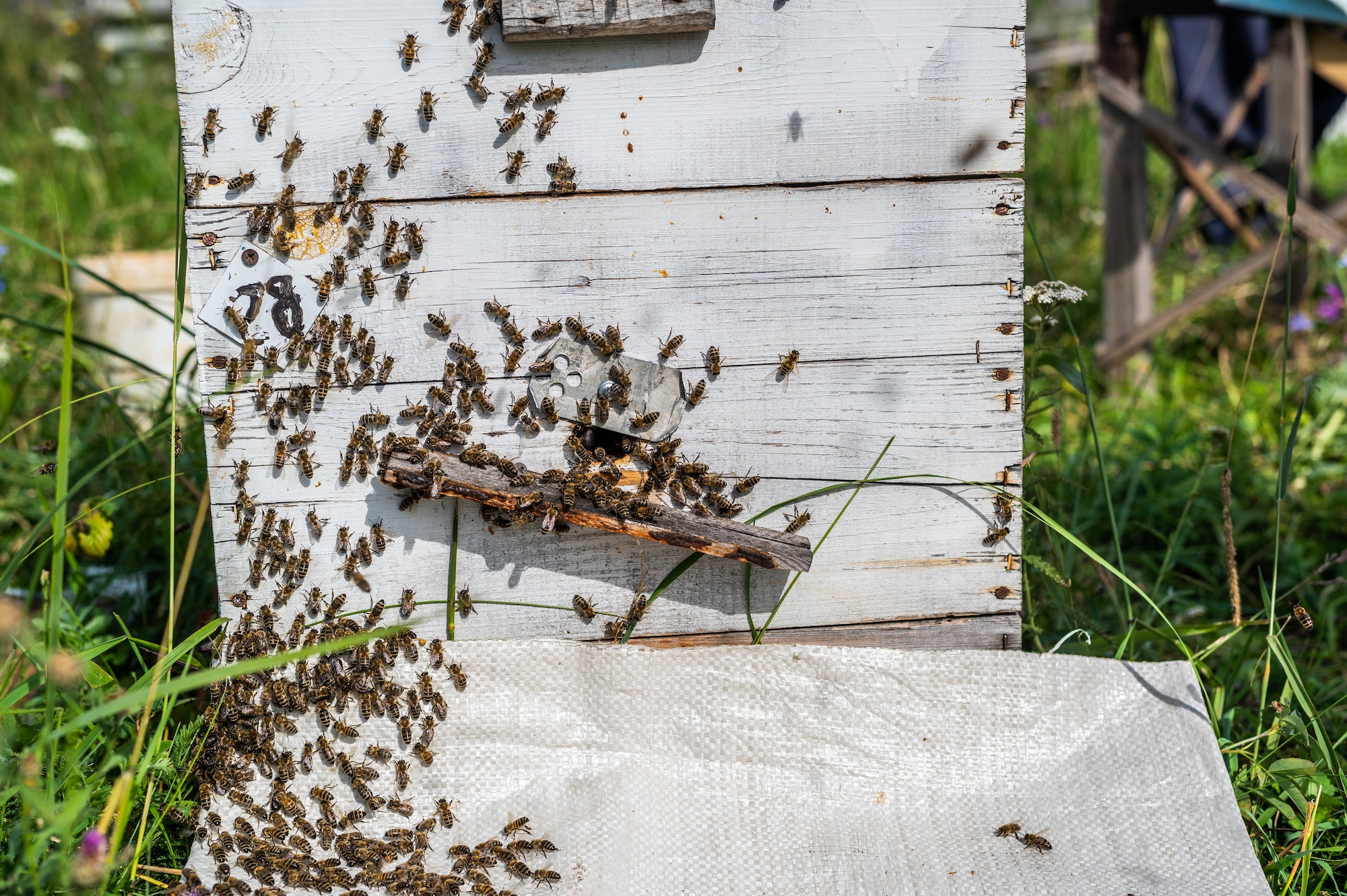 Pourquoi les bee wraps sont-ils considérés comme des solutions écologiques et économiques ?