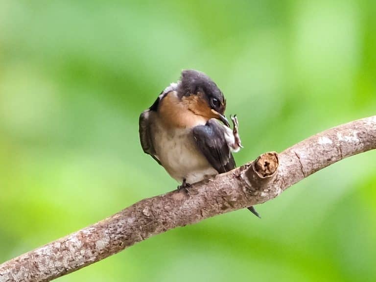 Comment les pics à oiseaux pour embellir la maison ?