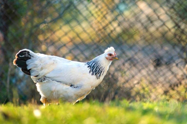 Volière extérieure : laissez vos poules être libres en toute sécurité